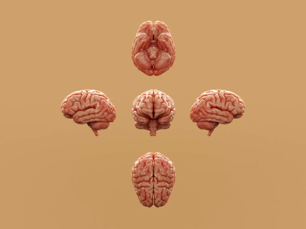 Various perspectives of a human brain are displayed