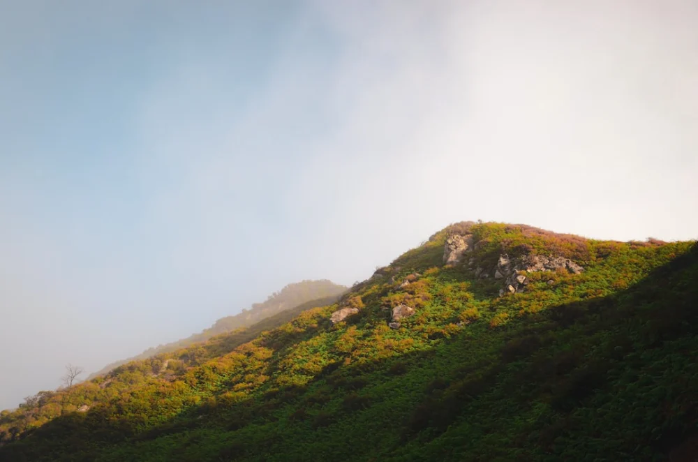 a grassy hill with trees on it