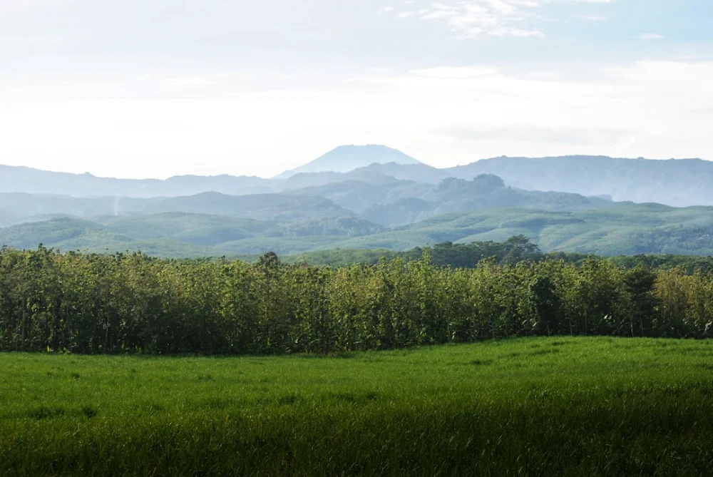 a lush green field with mountains in the background
