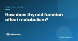 How does thyroid function affect metabolism?