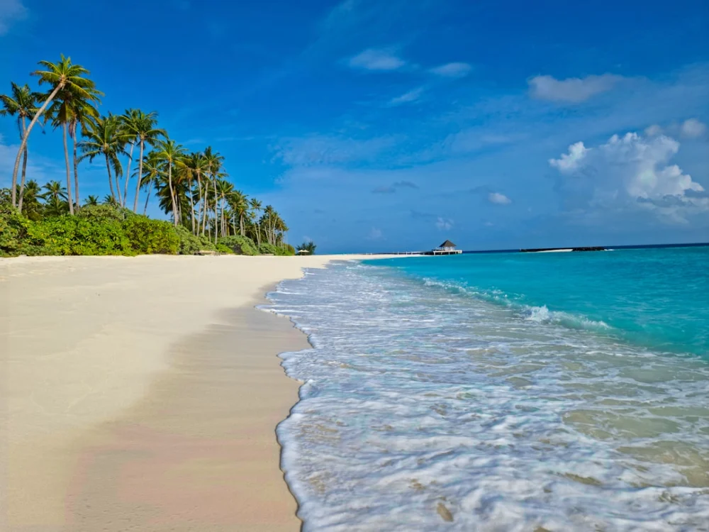 A sandy beach with palm trees and clear blue water